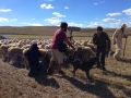 Grabando al pastor José Luis Álvarez con sus ovejas.